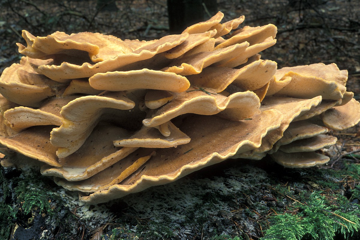 meripilus-giganteus-giant-polypore